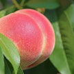 Nishibori Peach 200 ml
